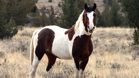 mustang horses for sale uk